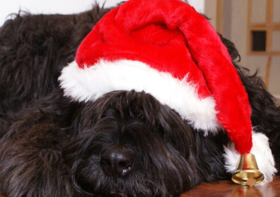 Keeping Your Dog Safe At Christmas